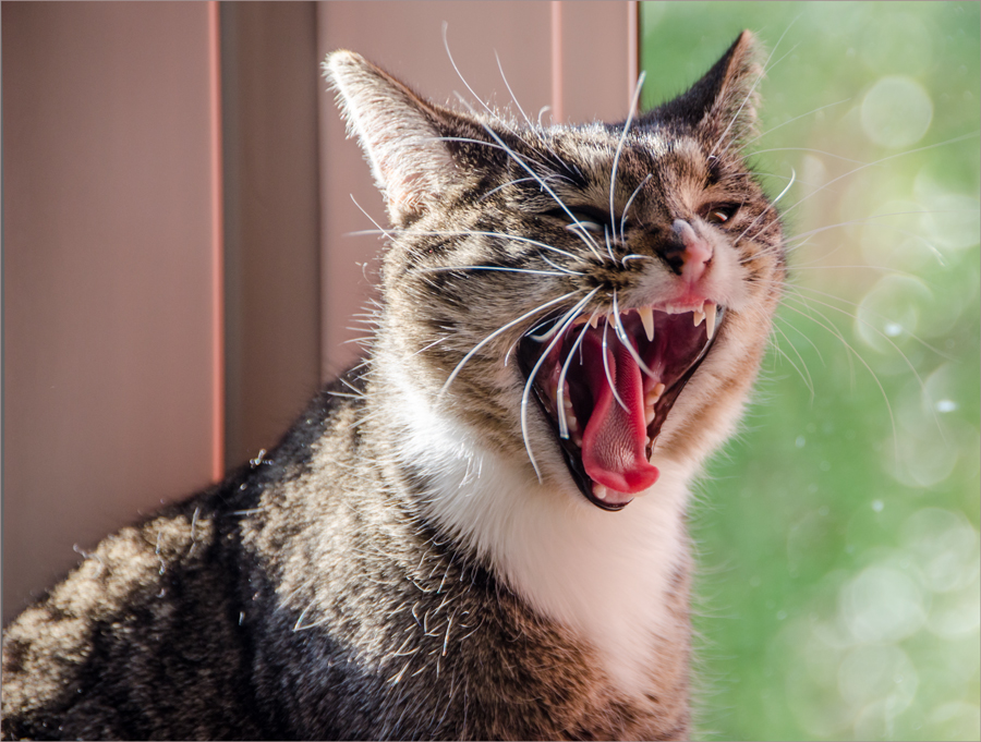 Фотографии кошек на объективы Sigma